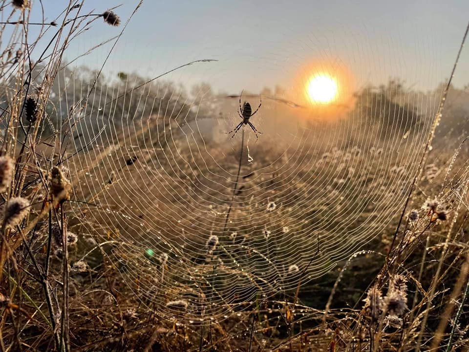 Das Spinnennetz ist das Symbol der Selbststärkenden Gemeinschaft. Foto: Oleg Ivanov. 